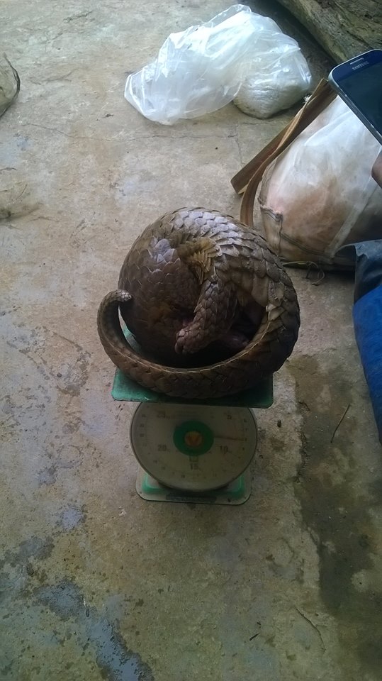 Dựng lều trong VQG Cát Tiên để... săn thú quý hiếm!
