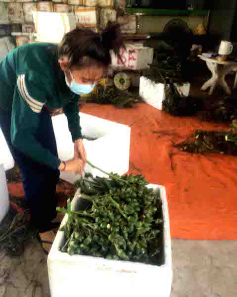 Nông dân "có lợi khi thương lái mua cau non bán sang Trung Quốc"