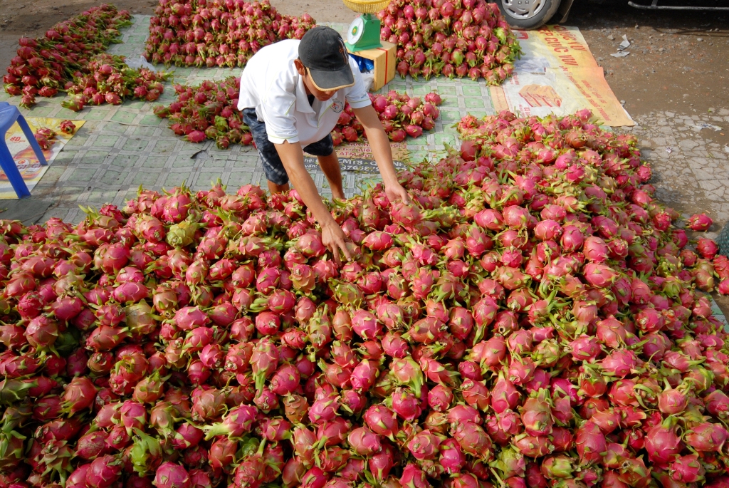 V&ugrave;ng trồng thanh long ở Tiền Giang, Long An cũng đang tất bật chăm s&oacute;c, nhiều n&ocirc;ng d&acirc;n trồng loại tr&aacute;i n&agrave;y tỏa vẻ phấn khởi v&igrave; năm nay thời tiết kh&aacute; thuận lợi, năng suất c&oacute; cao hơn năm rồi.