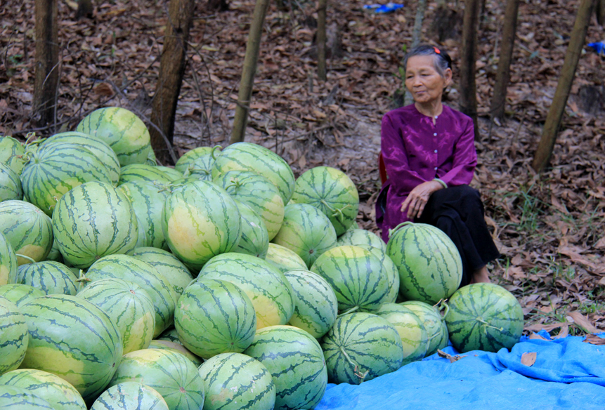 Kh&ocirc;ng c&oacute; thương l&aacute;i thu mua, nhiều n&ocirc;ng d&acirc;n đem dưa đi b&aacute;n lẻ gỡ lại &iacute;t vốn liếng.
