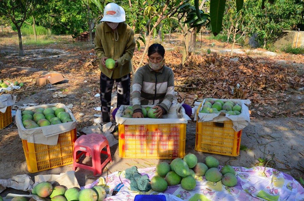 Thương l&aacute;i đến tận vườn để thu mua xo&agrave;i &Uacute;c