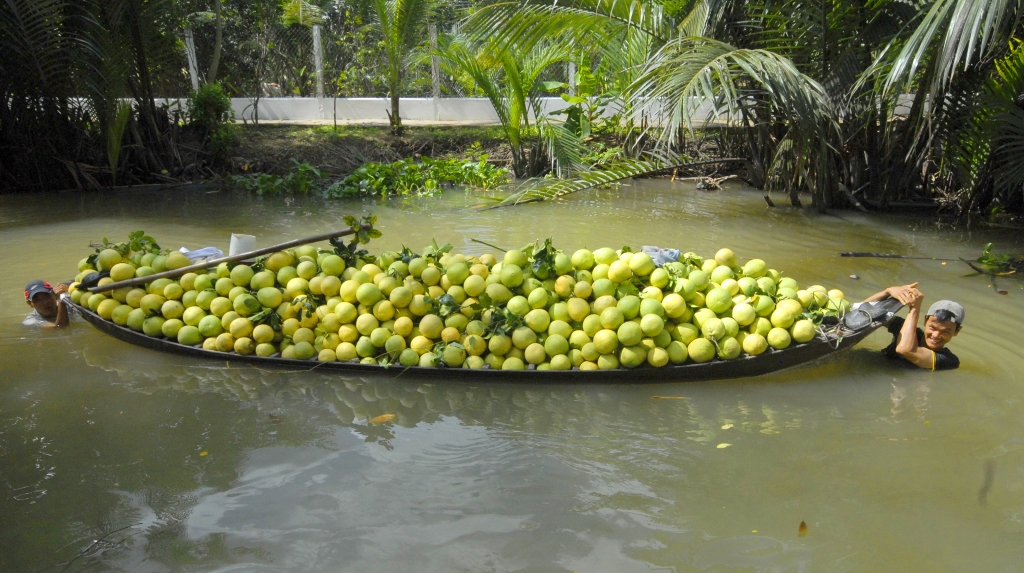 Chuyển bưởi từ trong vườn ra bờ k&ecirc;nh bằng xuồng.