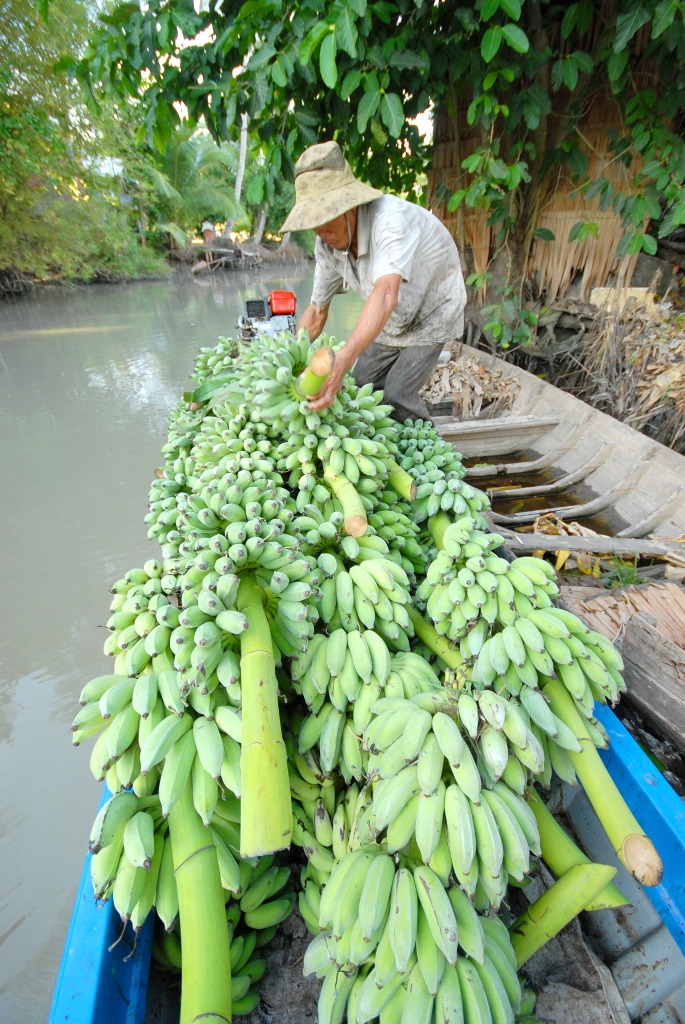 L&atilde;o n&ocirc;ng Trần Văn Th&ocirc;ng, ở x&atilde; An Kh&aacute;nh, huyện Ch&acirc;u Th&agrave;nh (Đồng Th&aacute;p) trồng 1ha chuối với 3 loại giống như chuối xi&ecirc;m, cao v&agrave; gi&agrave; cu&ocirc;i cho biết: trồng chuối khỏe hơn c&aacute;c c&acirc;y kh&aacute;c, c&acirc;y &iacute;t bệnh nhưng cho tr&aacute;i quanh năm. B&igrave;nh qu&acirc;n mỗi năm vườn của &ocirc;ng thu nhập 250 triệu đồng.