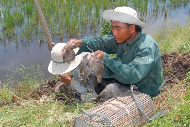 Anh L&ecirc; Văn Phương ở x&atilde; Đ&ocirc;ng Thắng, huyện Cờ Đỏ, TP Cần Thơ c&ugrave;ng ch&uacute; ch&oacute; v&agrave; 4 người bạn đang đi đ&agrave;u chuột ngo&agrave;i đồng cho biết: &ldquo;Hiện đang v&agrave;o m&ugrave;a chuột, từ s&aacute;ng tới chiều mấy em t&ocirc;i bắt khoảng 10-15 kg/ng&agrave;y nhưng h&ocirc;m nay lại bắt gần 20 kg chuột c&oacute; thể b&aacute;n gần 1 triệu đồng&rdquo;.