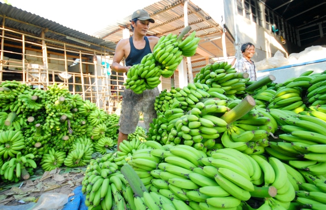 Khoảng một th&aacute;ng nay, chuối gi&agrave; v&agrave; chuối xi&ecirc;m được thu mua tại vườn chỉ với gi&aacute; 30.000 &ndash; 40.000 đồng/chục nải, giảm 40.000 &ndash; 60.000 đồng/chục nải so với c&ugrave;ng kỳ năm trước.