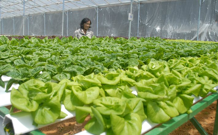 Hiện gia đ&igrave;nh b&agrave; C&uacute;c đang trồng 18 giống rau x&agrave; l&aacute;ch c&aacute;ch loại theo phương thức thủy canh, mật độ trồng l&agrave; 25.000 c&acirc;y/1.000m2.