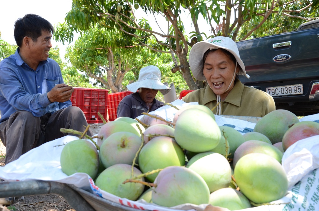 Năm nay vợ chồng &ocirc;ng Trong b&agrave; Mai thu tiền tỉ từ b&aacute;n xo&agrave;i &Uacute;c