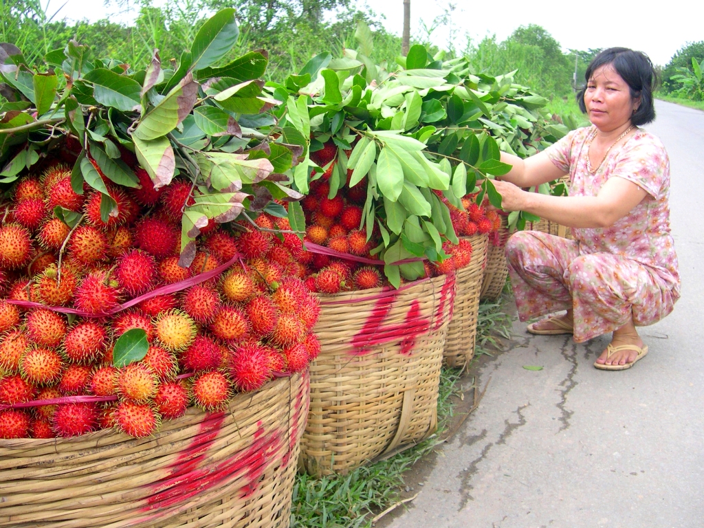 V&ugrave;ng c&acirc;y ăn tr&aacute;i Chợ L&aacute;ch &ndash; Bến Tre cũng v&agrave;o m&ugrave;a bận rộn thu hoạch ch&ocirc;m ch&ocirc;m.