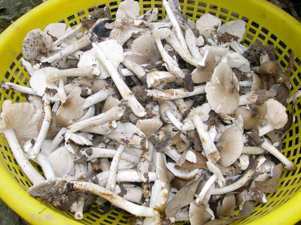 Gi&aacute; nấm mối tr&ecirc;n thị trường tăng cao gấp đ&ocirc;i so với c&ugrave;ng kỳ năm ngo&aacute;i nhưng vẫn kh&ocirc;ng đủ h&agrave;ng để cung cấp. Ảnh: Ngọc Trinh