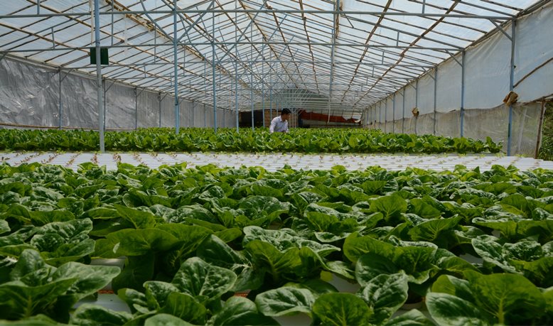 Trung b&igrave;nh sau 30-35 ng&agrave;y l&agrave; c&oacute; thể thu hoạch, trọng lượng mỗi c&acirc;y tr&ecirc;n dưới 200g, 1.000m2 c&oacute; thể thu 5 tấn mỗi đợt.