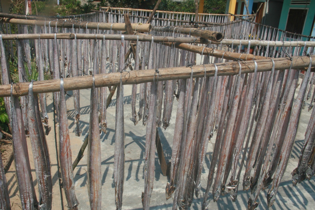  Những con c&aacute; hố được buộc đu&ocirc;i v&agrave;o từng cặp để phơi nắng