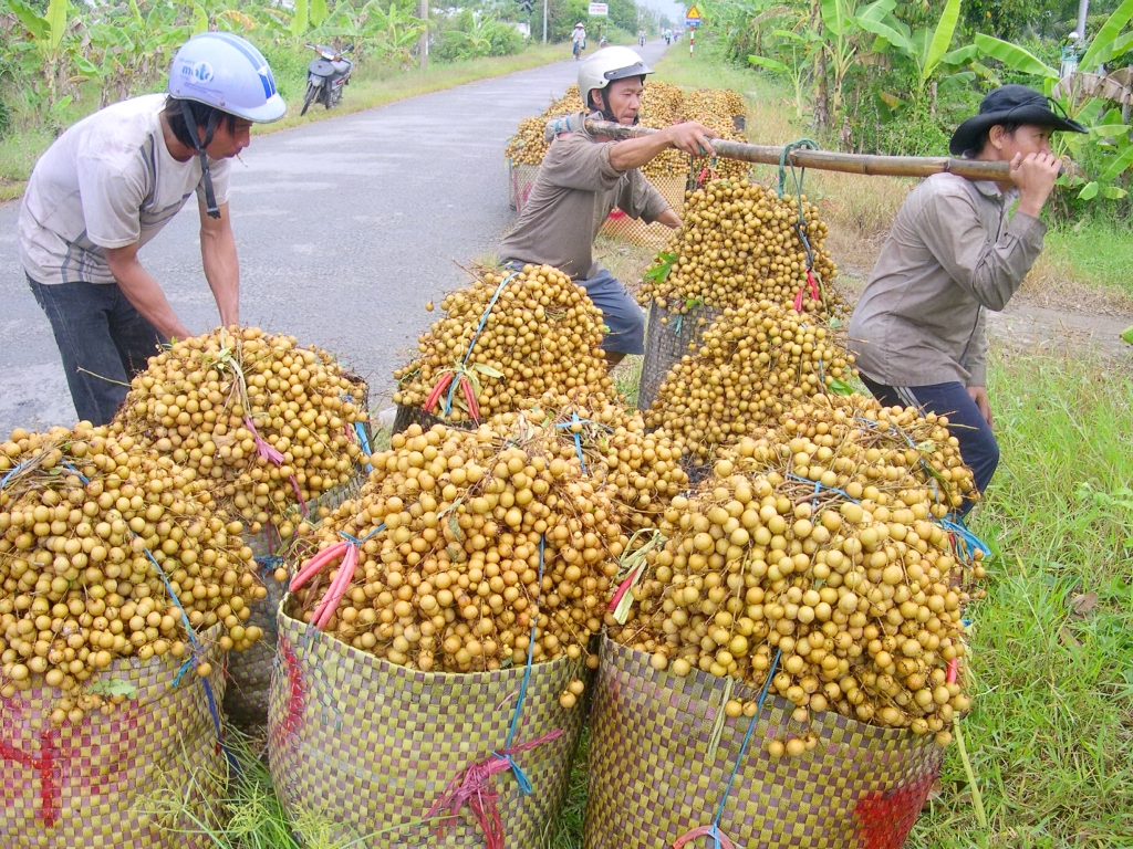 Nh&atilde;n xuồng cơm v&agrave;ng ở Vĩnh Long nh&agrave; vườn đang cho thu hoạch b&aacute;n gi&aacute; cao nhờ thị trường xuất khẩu.