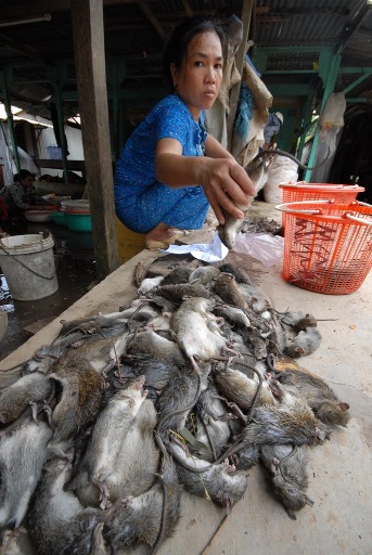 C&ograve;n c&aacute;ch bắt chuột d&ugrave;ng chỉa đ&acirc;m hay đổ nước v&agrave;o hang thường l&agrave;m chuột chết b&aacute;n sẽ mất gi&aacute; hơn so với chuột sống.