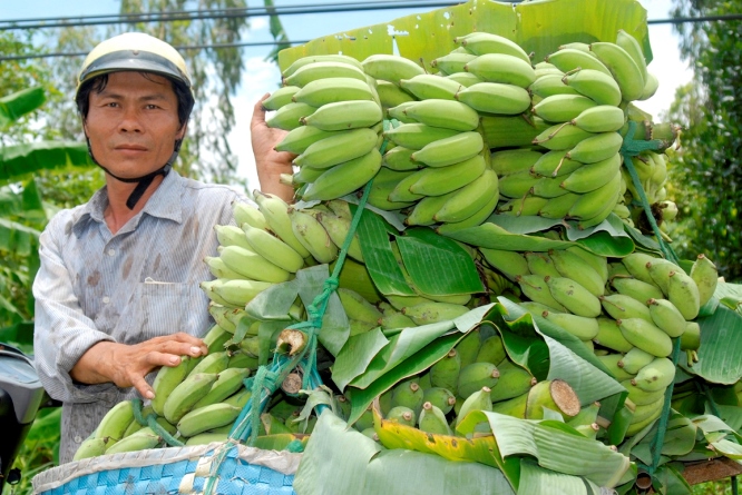 Thường chuối được c&aacute;c thương l&aacute;i thu gom từ c&aacute;c nh&agrave; vườn mang ra c&aacute;c chổ vựa lớn để b&aacute;n lại. Anh Thạnh, ở huyện Thới (Cần Thơ) với chiếc xe m&aacute;y đi mua chuối của d&acirc;n b&aacute;n lại cho c&aacute;c vựa. Mỗi ng&agrave;y thu nhập từ 150.000 đến 200.000 đồng.