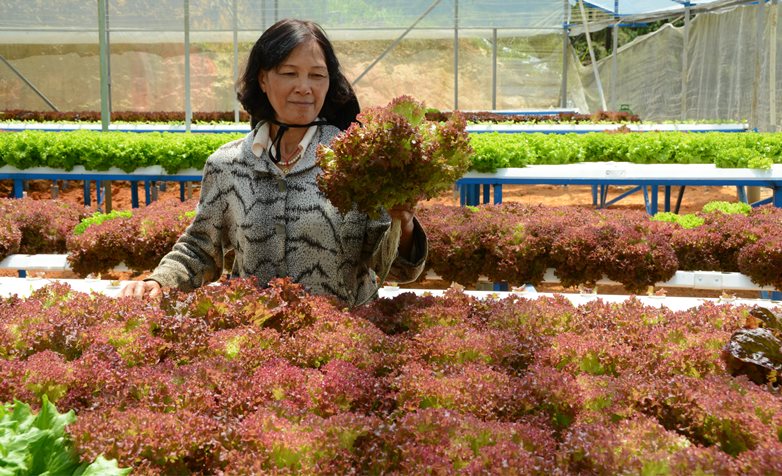 Đặc biệt, rau thủy canh theo c&ocirc;ng nghệ Ch&acirc;u &Acirc;u kh&ocirc;ng sử dụng thuốc bảo vệ thực vật n&ecirc;n độ an to&agrave;n trong khi sử dụng gần như mang t&iacute;nh tuyệt đối.