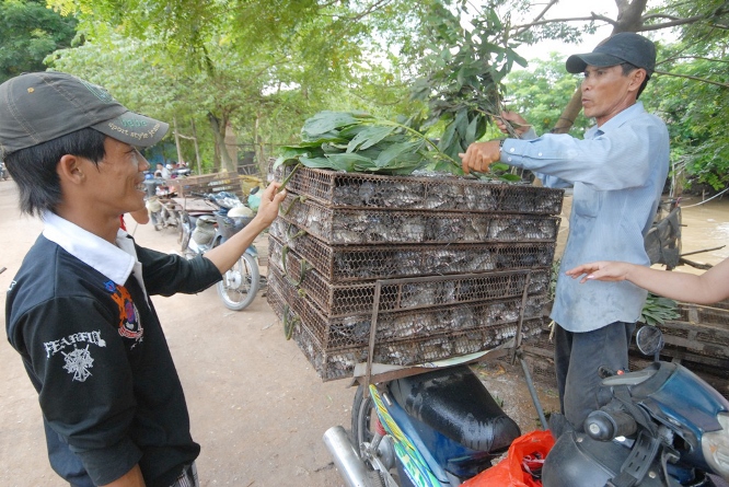 Thương l&aacute;i đi thu gom chuột của người săn bắt chuột để đem b&aacute;n lại cho c&aacute;c vựa. Hiện gi&aacute; c&aacute;c loại thịt chuột đ&atilde; tăng b&igrave;nh qu&acirc;n từ 5.000- 10.000 đồng/kg so với năm trước. Gi&aacute; chuột cống nhum đang ở mức từ 80.000-120.000 đồng/kg; chuột cơm sống 55.000-70.000 đồng/kg, (t&ugrave;y loại).