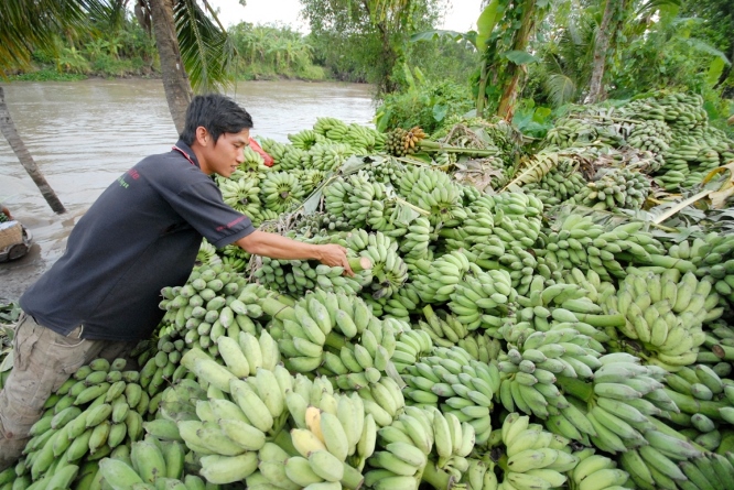 Chuối miền T&acirc;y được liệt v&agrave;o danh s&aacute;ch tr&aacute;i c&acirc;y sạch, v&igrave; đa phần n&ocirc;ng d&acirc;n trồng &iacute;t sử dụng ph&acirc;n b&oacute;n hay thuốc trừ s&acirc;u.