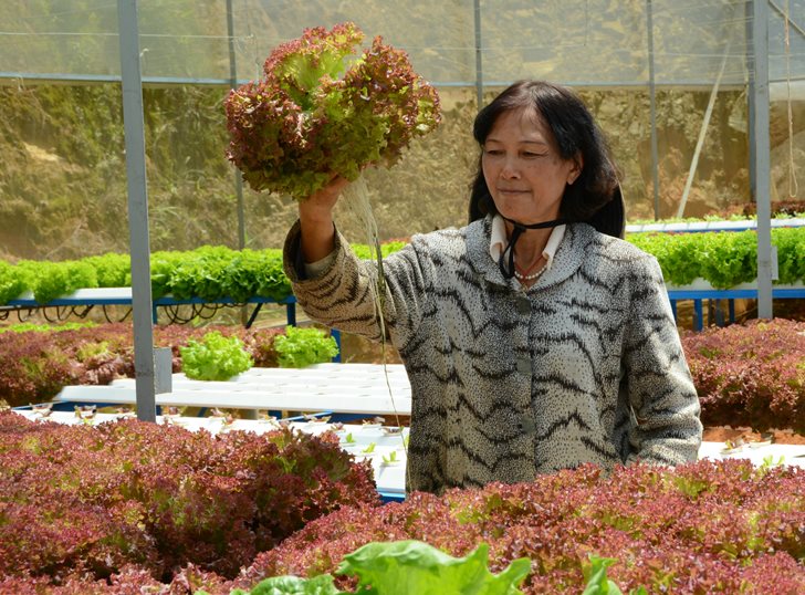 Ưu điểm kh&aacute;c của m&ocirc; h&igrave;nh m&agrave; b&agrave; C&uacute;c đang l&agrave;m l&agrave; tỷ lệ hư hao rất &iacute;t, gần như l&aacute; n&agrave;o cũng d&ugrave;ng được do kh&acirc;u bảo quản tốt v&agrave; tuyệt nhi&ecirc;n kh&ocirc;ng bị lấm đất.