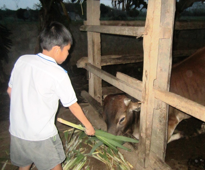 Ngo&agrave;i đi học h&agrave;ng ng&agrave;y ch&aacute;u Tuấn phải đi chăn b&ograve; gi&uacute;p gia đ&igrave;nh.