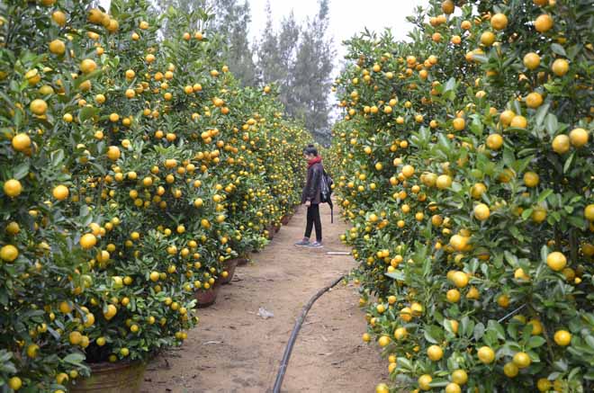 Những vườn quất ở l&agrave;ng Cẩm H&agrave; đ&atilde; cho tr&aacute;i v&agrave;ng rực