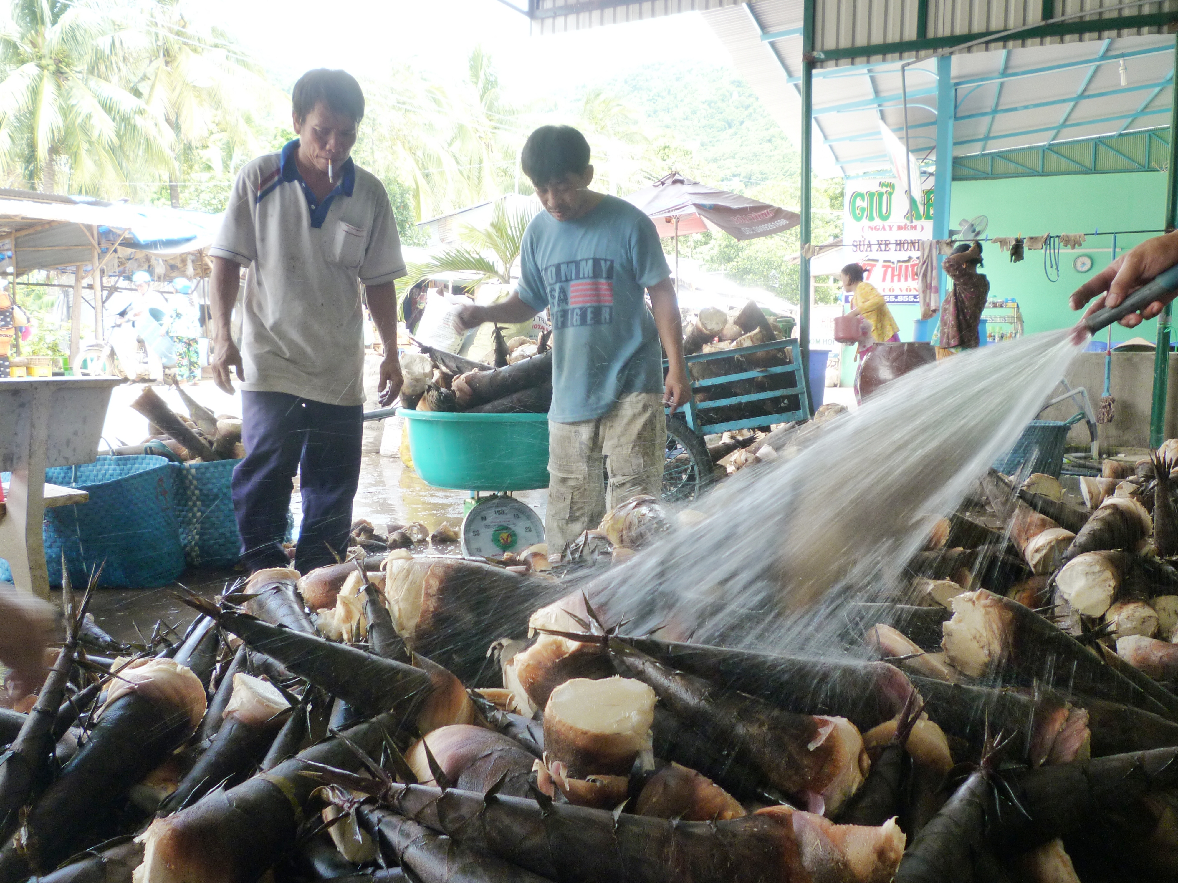 Sơ chế măng trước khi đem đi ti&ecirc;u thụ tại c&aacute;c chợ đầu mối ở ĐBSCL v&agrave; TP HCM