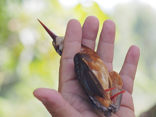Nghệ thuật phải nhân văn!