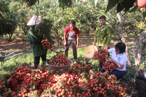 Thu hoạch vải thiều tại tỉnh Bắc Giang Ảnh: VĂN DUẨN