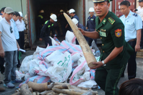 Kiểm tra số ngà voi nhập lậu bị bắt giữ chiều 21-8