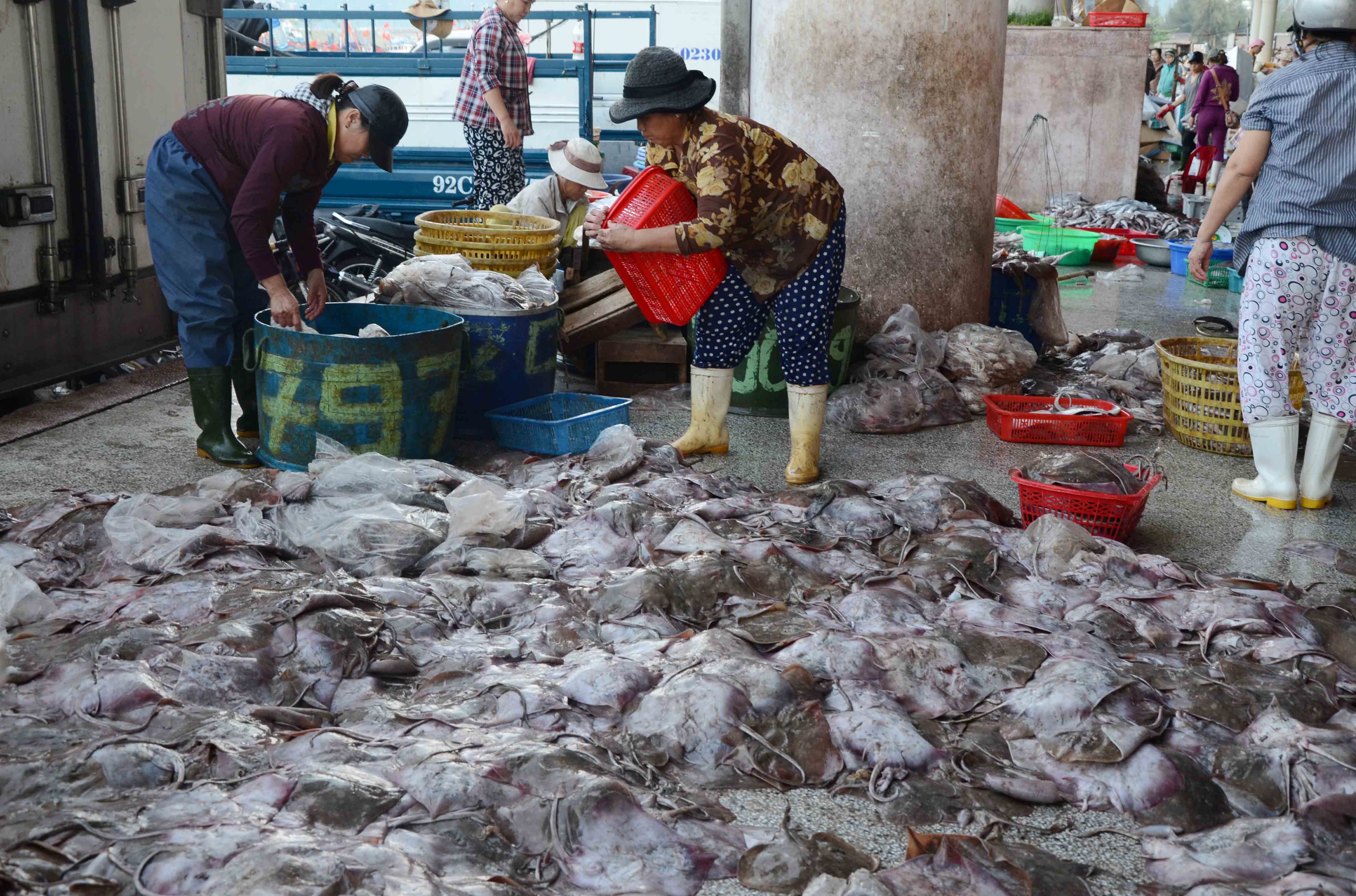 C&aacute; đuối