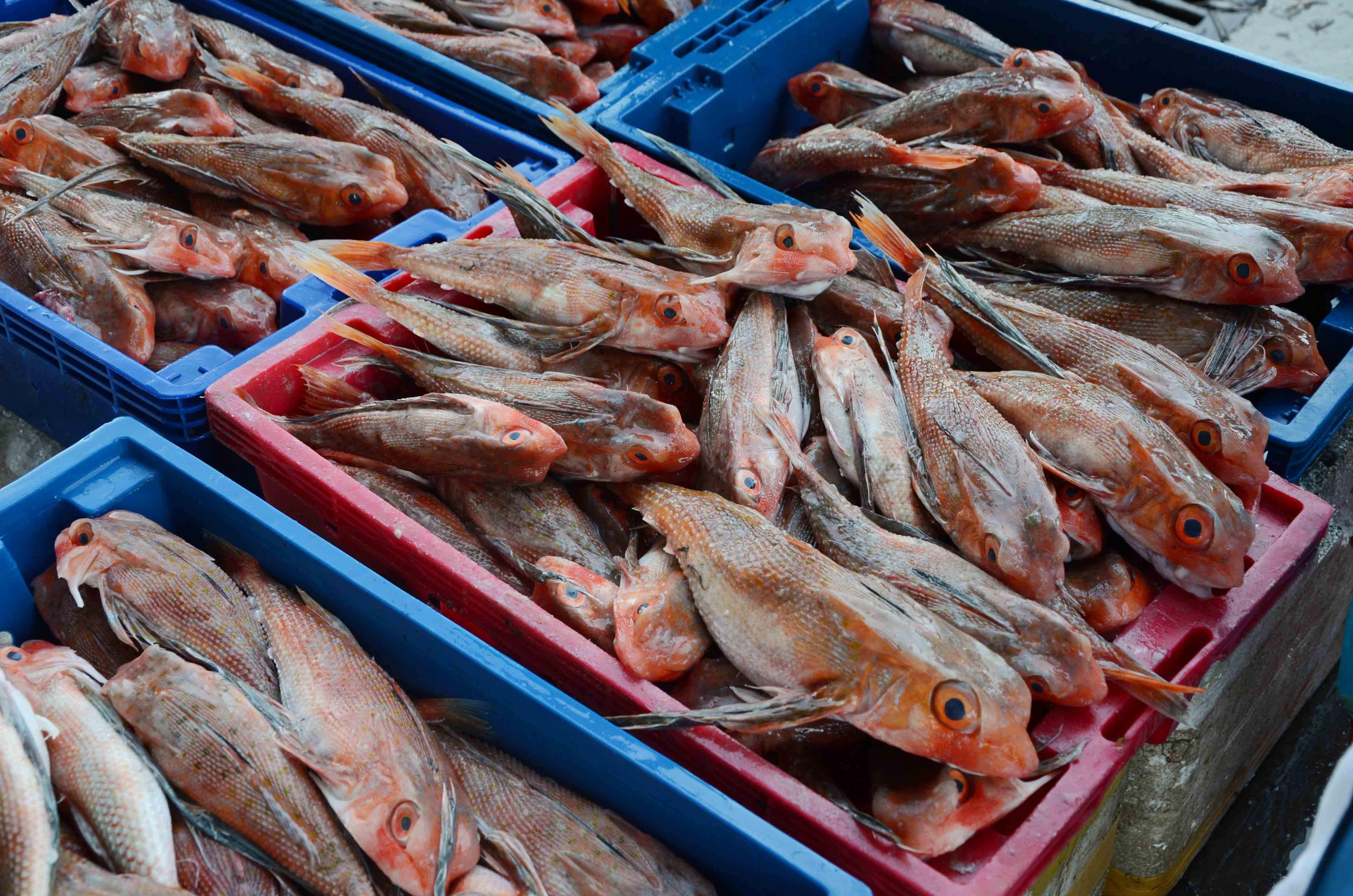 C&aacute; k&egrave; gi&aacute; chỉ 80 ng&agrave;n đồng/1kg