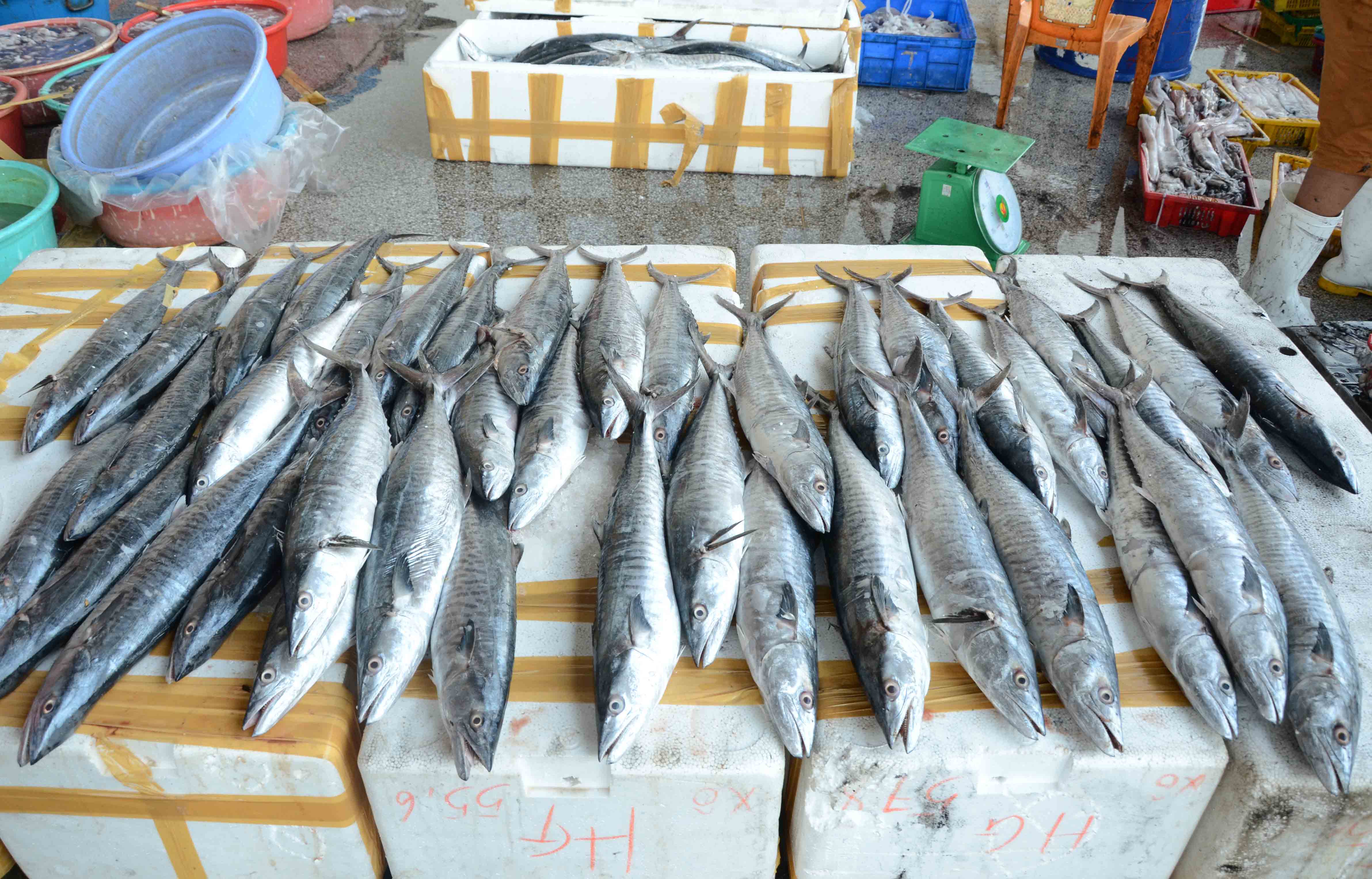 C&aacute; thu c&ograve;n tươi xanh