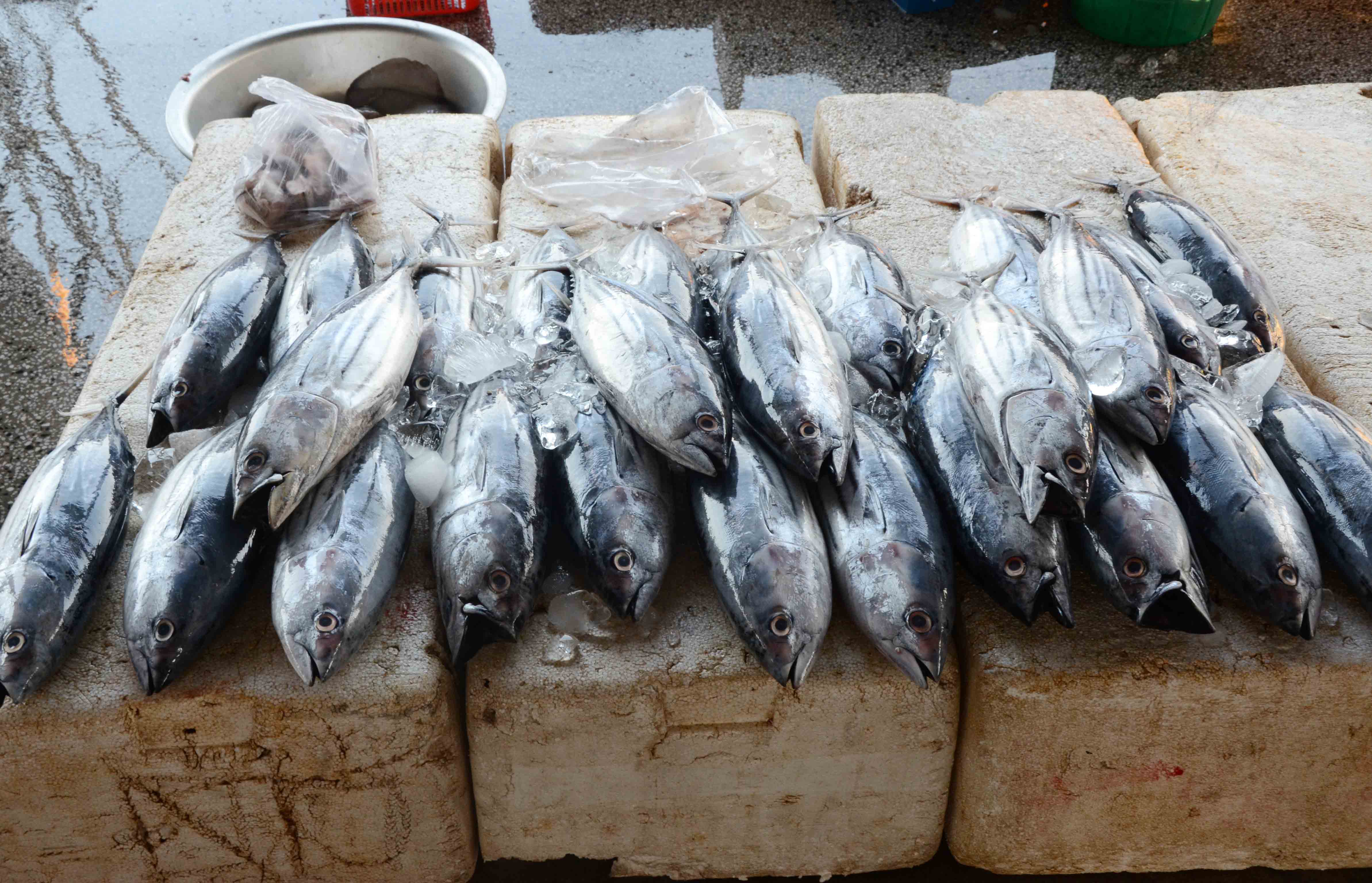 C&aacute; ngừ to, ngon gi&aacute; chỉ 55 ng&agrave;n/ 1kg