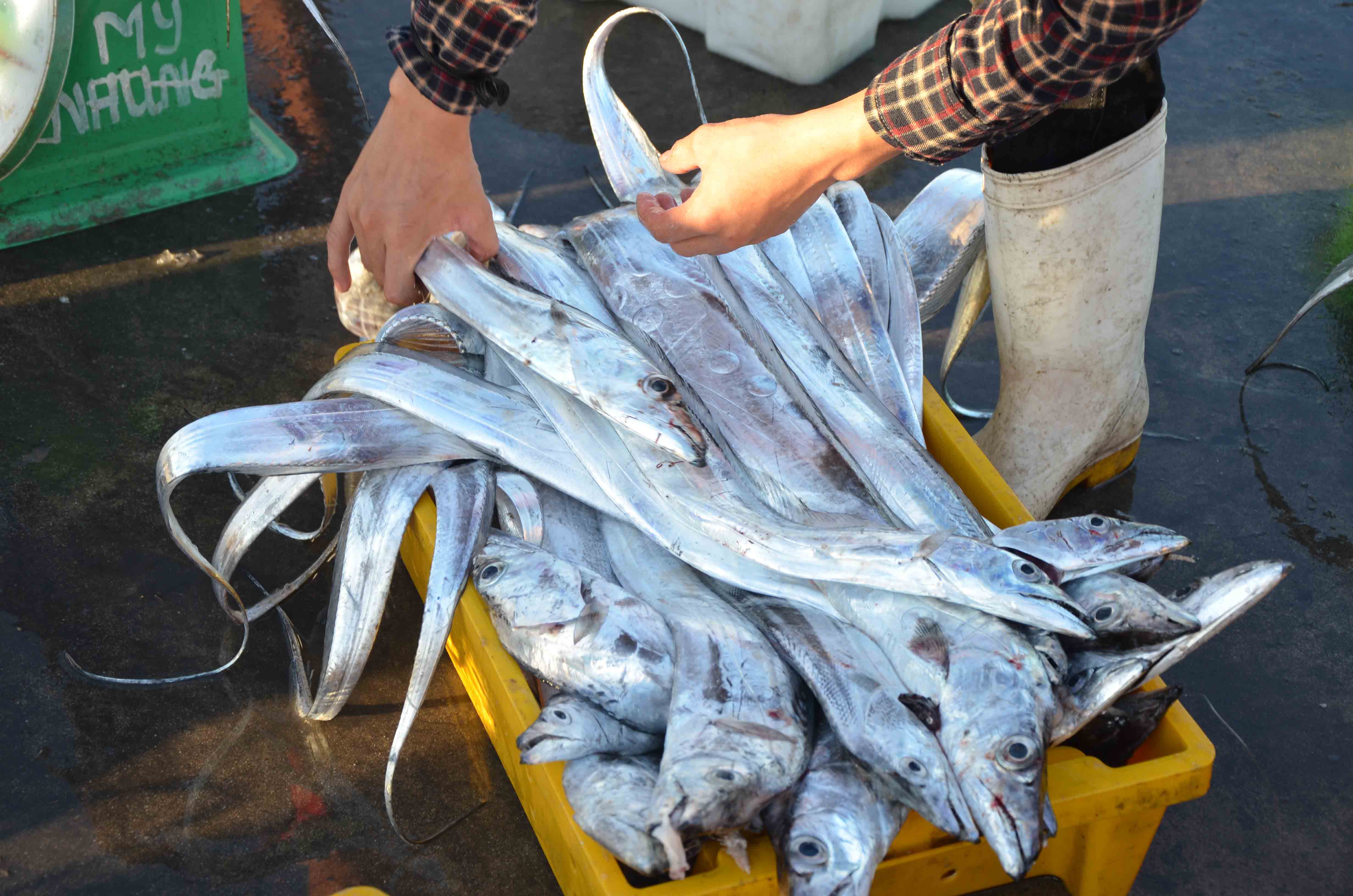 C&aacute; hố