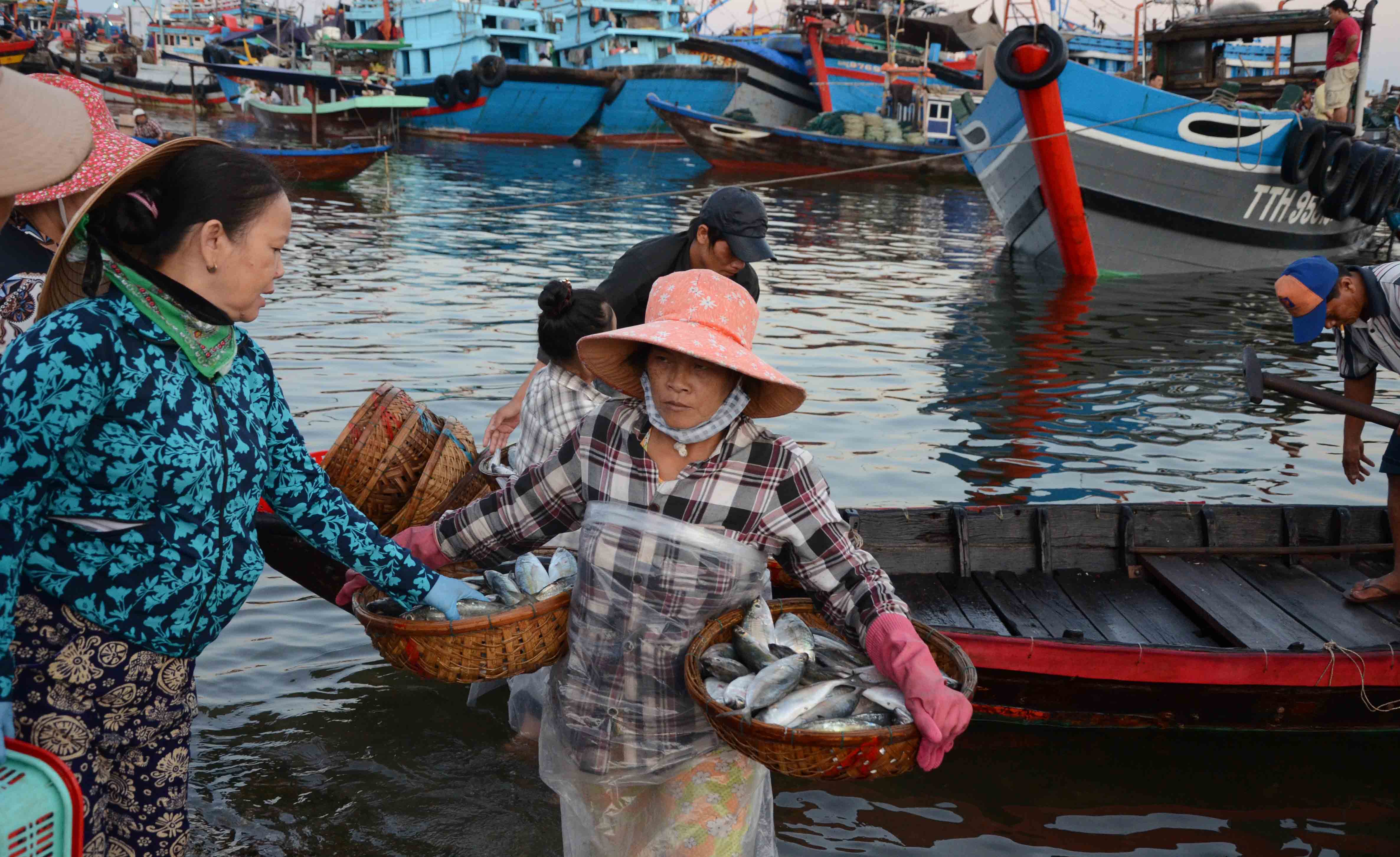 V&agrave; b&ecirc; những rổ c&aacute; v&agrave;o bờ