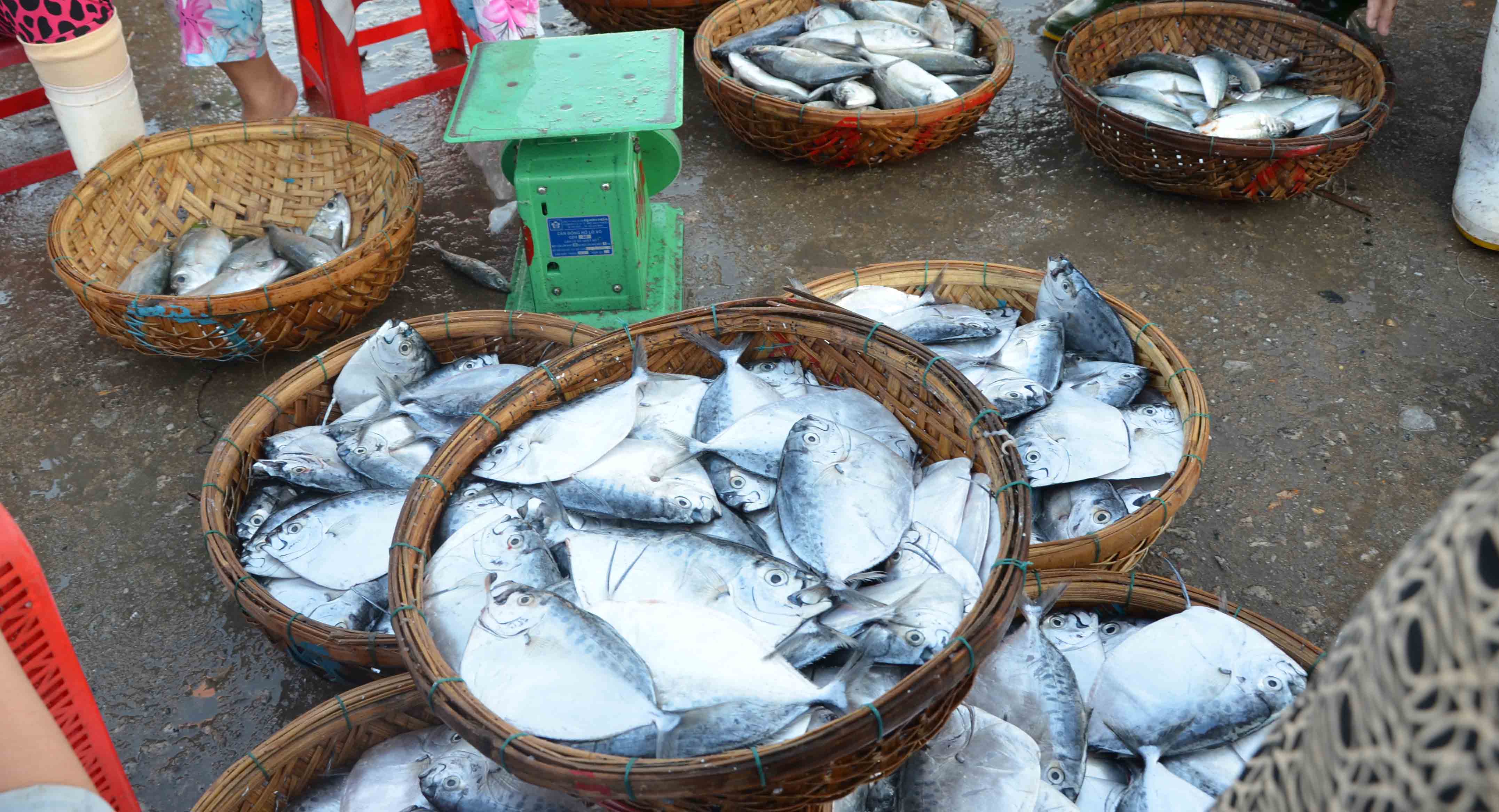 Những rổ c&aacute; b&aacute;nh l&aacute;i mới được bủa lưới