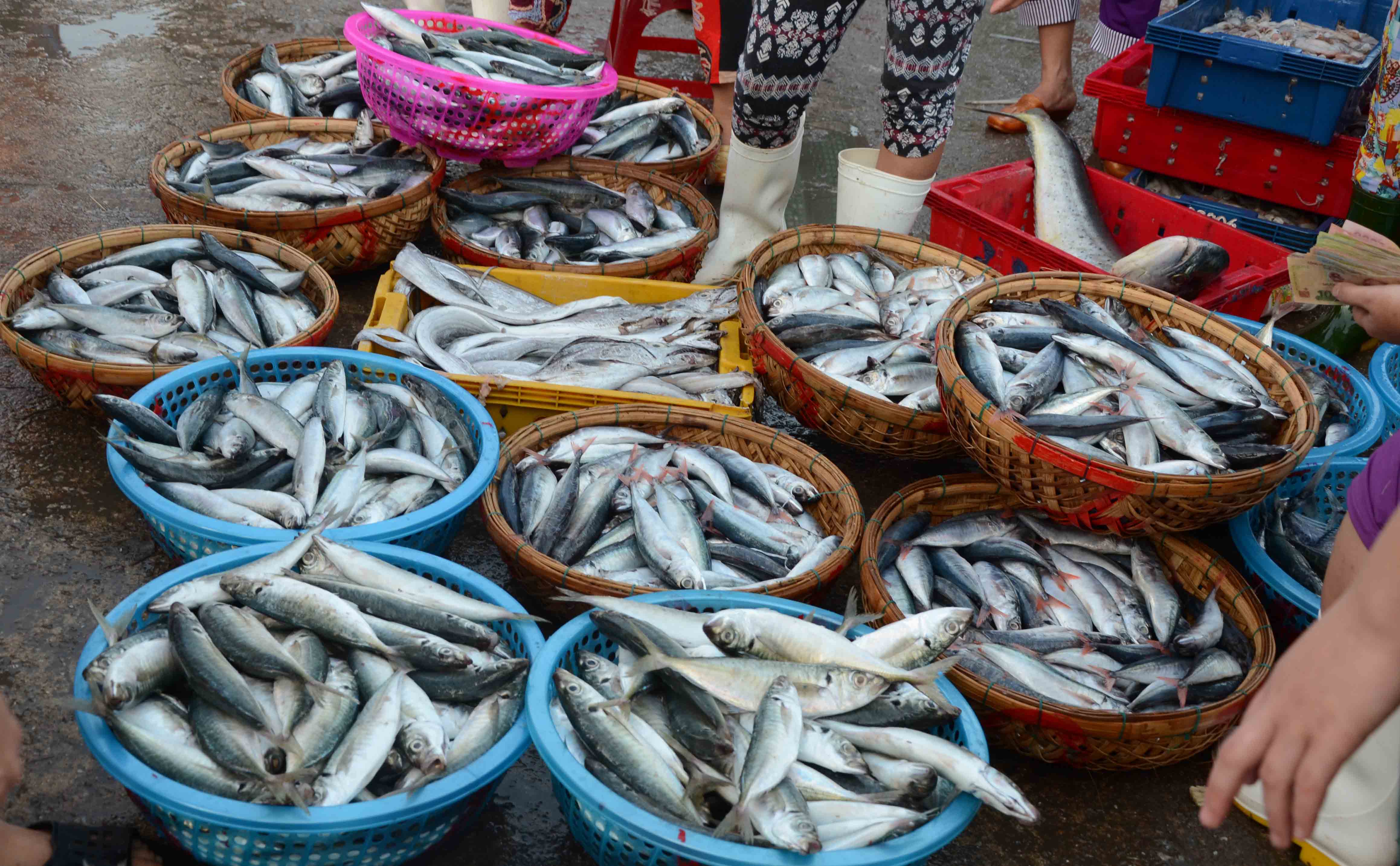 C&aacute; nục su&ocirc;ng, c&aacute; nục đu&ocirc;i đỏ c&oacute; gi&aacute; tại cảng chỉ 25 ng&agrave;n/1 kg