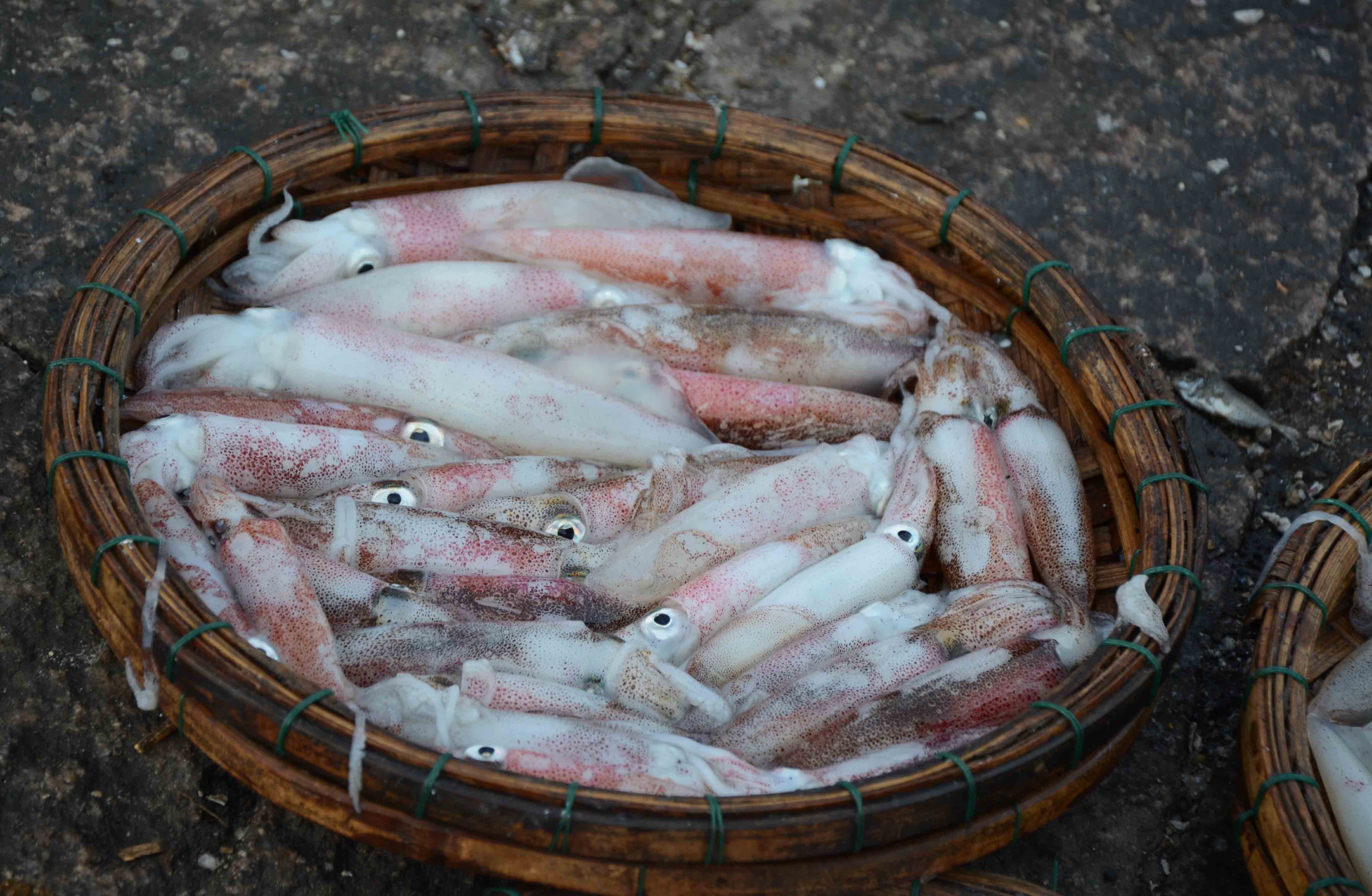 Mực c&ograve;n tươi nguy&ecirc;n
