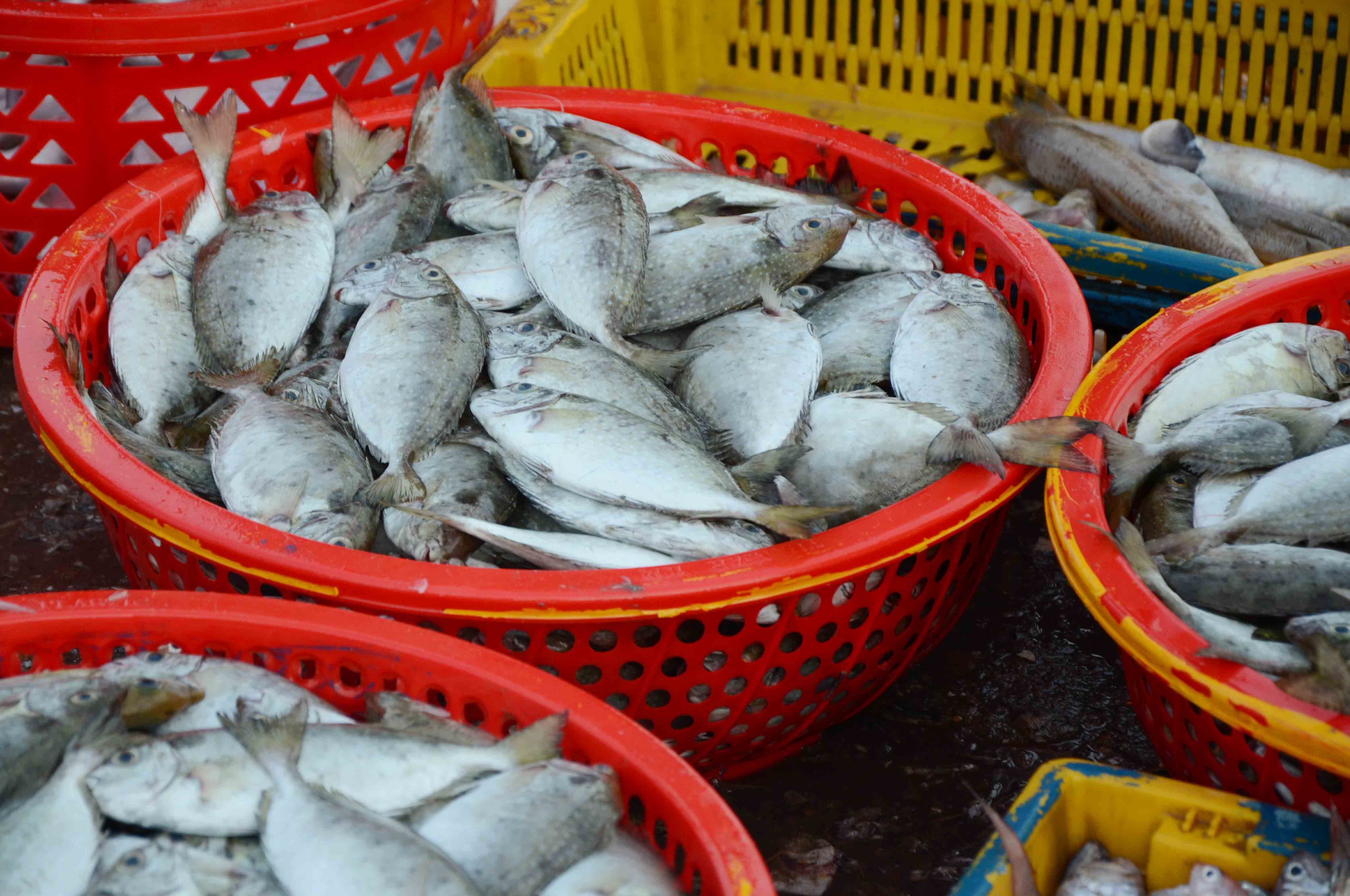 C&aacute; gi&ograve; (hay c&ograve;n gọi l&agrave; c&aacute; bớp) c&ograve;n tươi xanh
