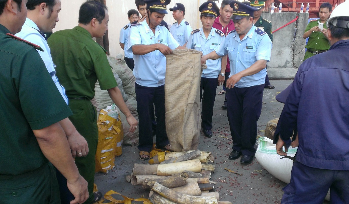 Cơ quan chức năng đang kiểm tra c&aacute;c bao tải chứa ng&agrave; voi tại cảng Ti&ecirc;n Sa chiều 25-8