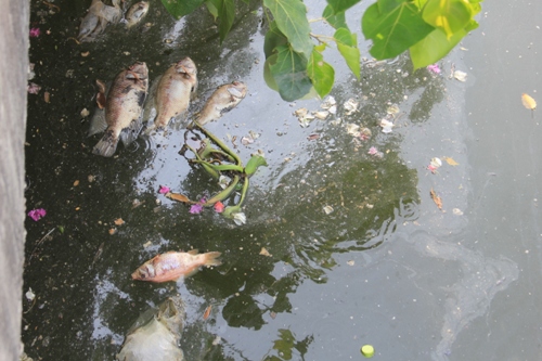 Cá lại chết trên kênh Nhiêu Lộc – Thị Nghè