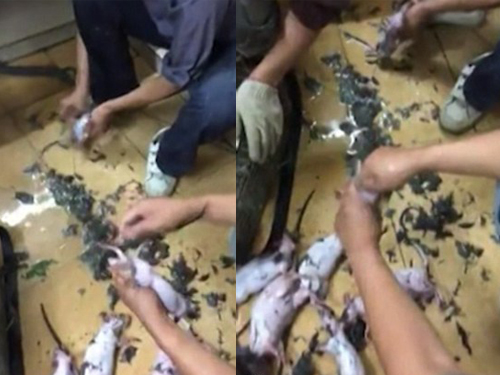 Sốc với video làm thịt chuột cống dã man ở Trung Quốc