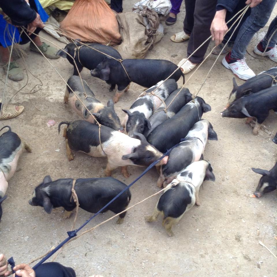 B&aacute;n heo trong phi&ecirc;n chợ v&ugrave;ng cao Ảnh: Linh Anh