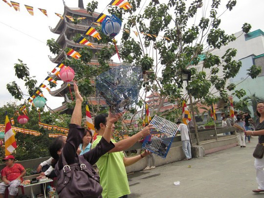 Phóng sinh: Phúc hay tội?