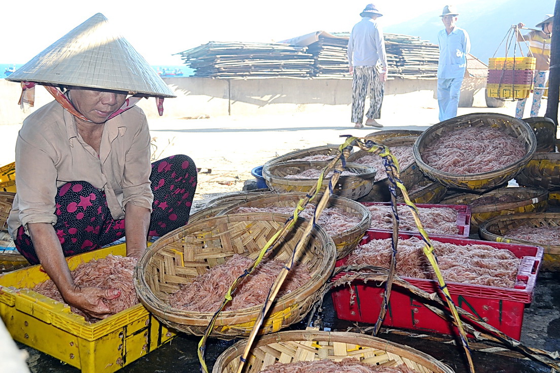Ruốc biển chất đầy nia chuẩn bị mang ra các chợ bán