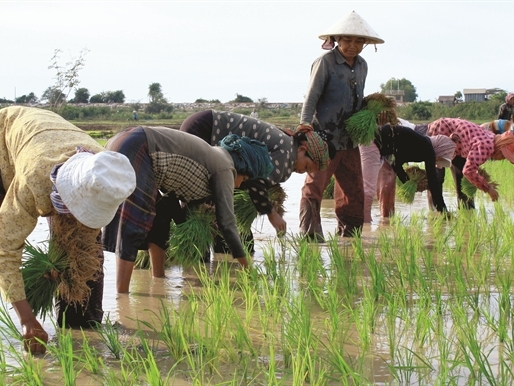 Làm gạo giỏi như Campuchia