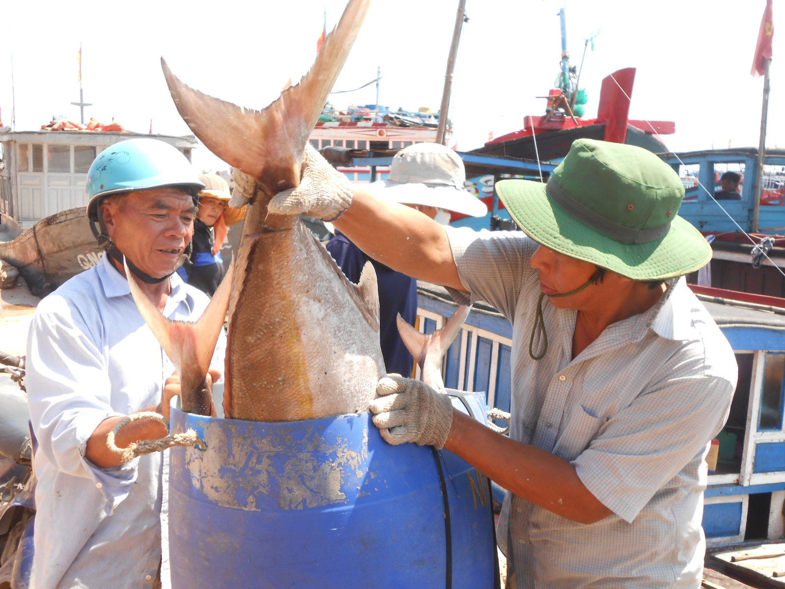 Nhiều t&agrave;u c&aacute; của ngư d&acirc;n L&yacute; Sơn thu bạc tỉ ở Ho&agrave;ng Sa