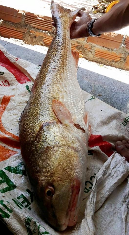 Câu dính cá lạ nghi là Sủ vàng, thương lái trả giá 300 triệu