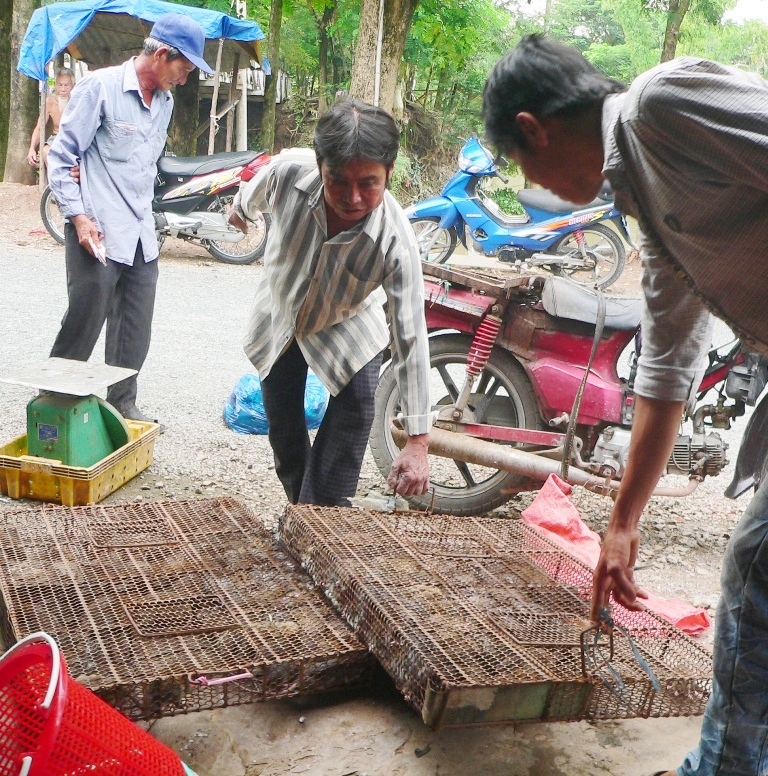 C&aacute;c thương l&aacute;i đang đi thu gop chuột đồng khắp nơi