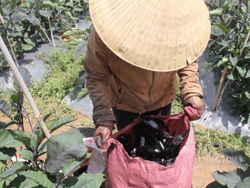N&ocirc;ng d&acirc;n trồng c&agrave; t&iacute;m thua đậm