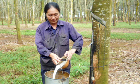 Đề xuất giảm tuổi nghỉ hưu lao động nữ cạo mủ cao su